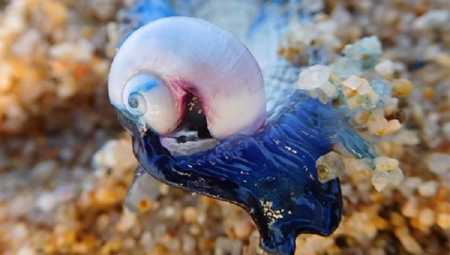 No te puedes perder la Biomarató Barcelona