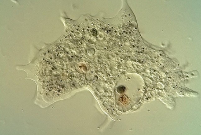 Las amebas se diversificaron hace al menos 750 millones de años