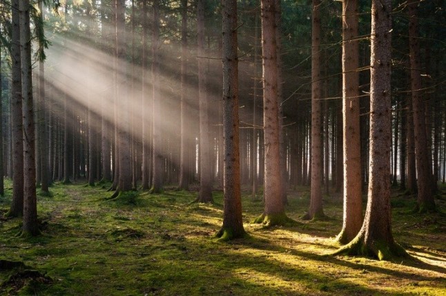 Todos los bosques del mundo están hechos de una mínima capa de células