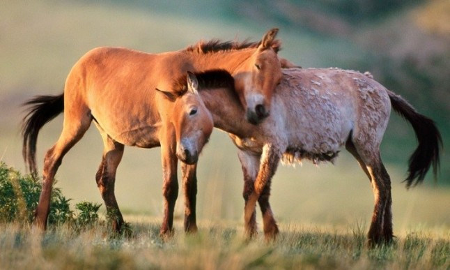 El Gobierno de EEUU ofrece 1.000 dólares por adoptar caballos y burros salvajes