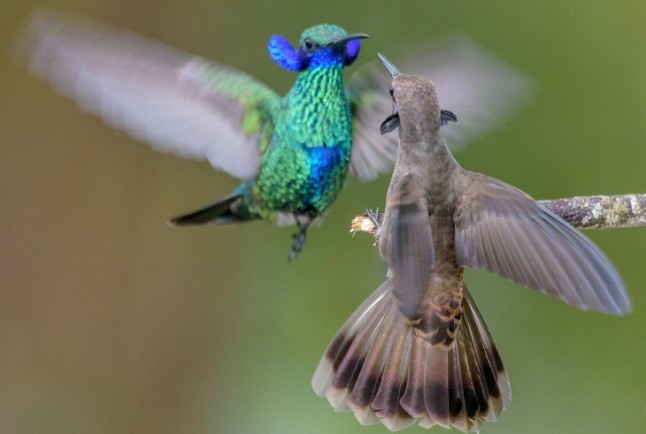 Colibrís practicando esgrima