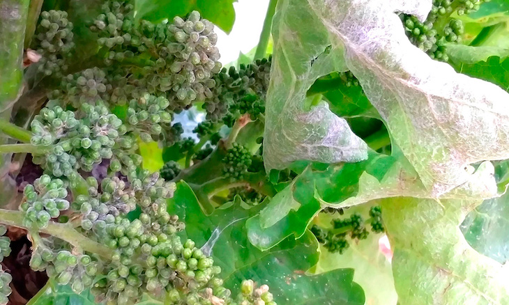 Qué pasa con el Oídio en La Rioja