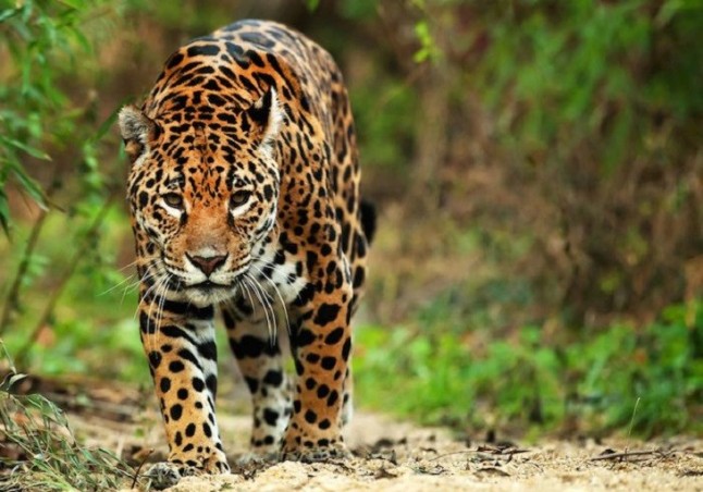 La ‘casposa’ caza amenaza a las especies de mamíferos de las selvas tropicales