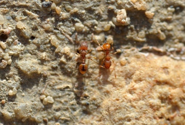 La invasora hormiguita de fuego llega a la península Ibérica