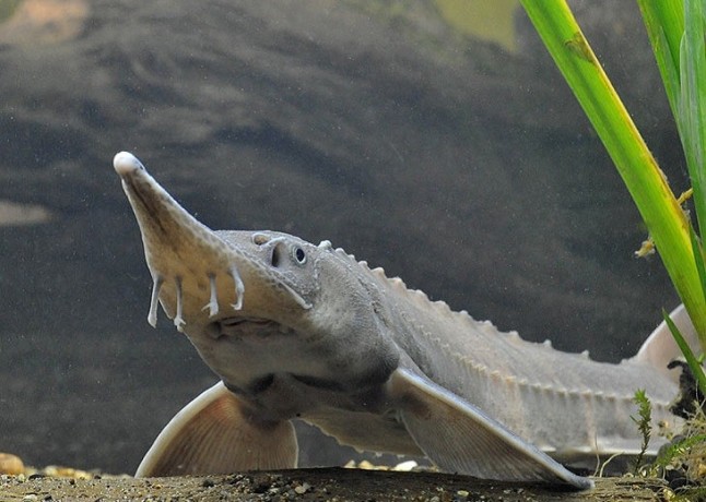 El esturión vuelve a España por Navidad