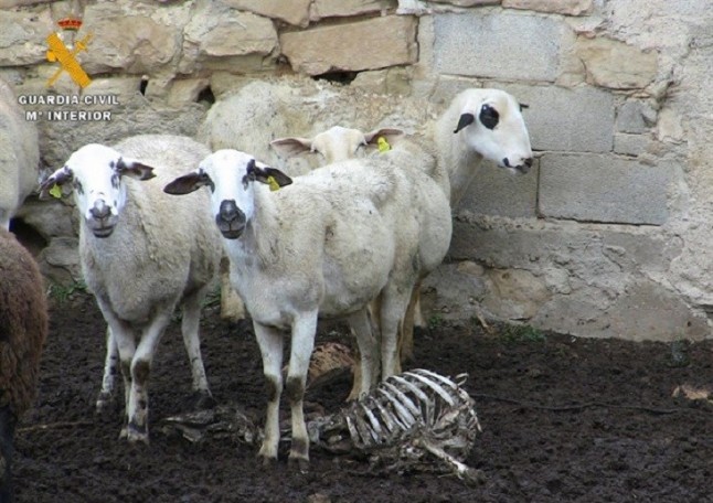 La Guardia Civil investiga a un ganadero por maltrato animal