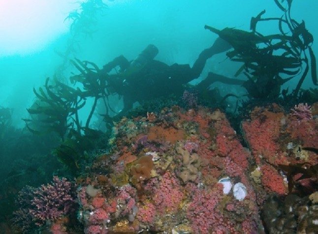 Una web hace pedagogía sobre los valores naturales del litoral de Granada