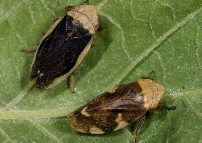 La distribución potencial de Xylella fastidiosa amenaza el campo español