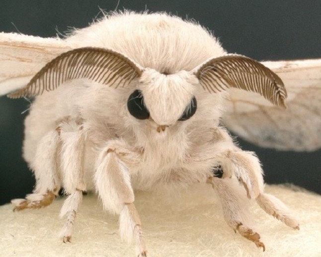 Así funciona el esperma que no fertiliza a las mariposas de seda