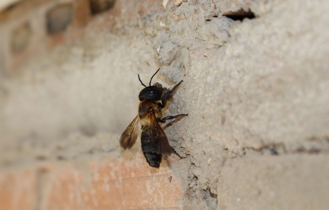 La abeja gigante de la resina llega a Catalunya