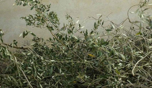 Un proyecto de la UBU valorizará los residuos de industrias alimentarias de interés para Castilla y León