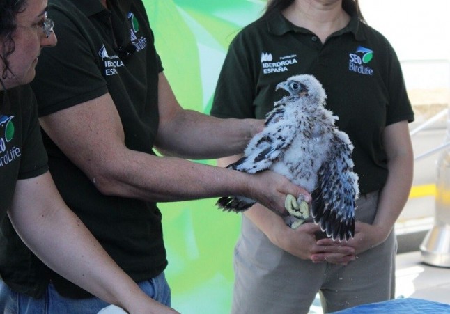 Los halcones peregrinos que anidan en el Hospital Gómez Ulla vuelven a criar con éxito en Madrid