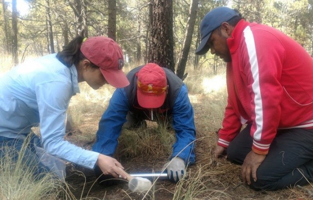 Cuánto carbono existe en suelos mexicanos