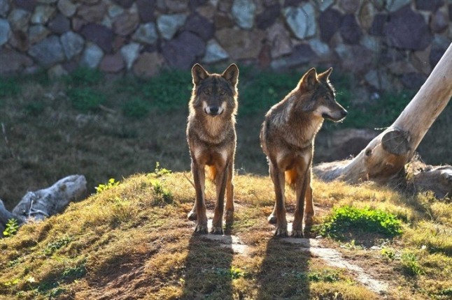 Life Lobo Andalucía acerca el lobo ibérico a los más jóvenes a través del cómic ‘Aullidos en Sierra Morena’ y del cuento ‘Lobezno en Sierra Morena’