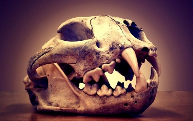 El comercio de animales salvajes fue común en la antigua Mesoamérica