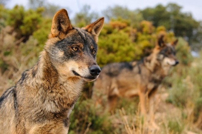 Ecologistas convocan una concentración este domingo en contra de la caza indiscriminada del lobo