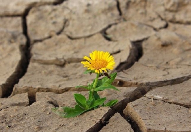 El cambio climático ya ha causado pérdidas de más del 10% a la  biodiversidad