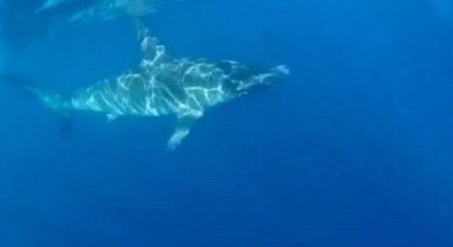 Con la llegada del verano regresan las Cornudas a Canarias