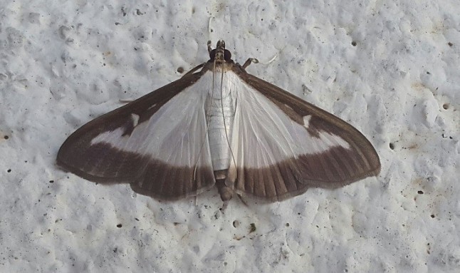 Hallan por primera vez en Madrid cuatro ejemplares de la polilla del boj