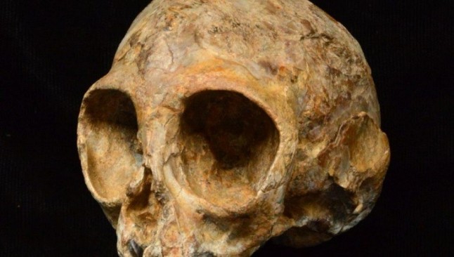 Un gibón extinto compartía sepultura en China con una mujer de la dinastía Xía