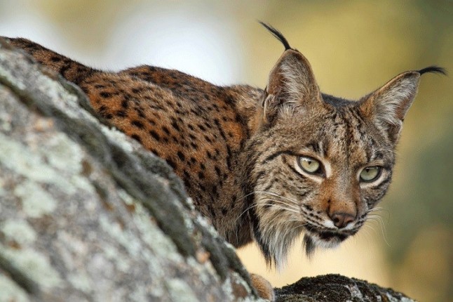 Expertos analizarán en Sevilla las oportunidades de conservación del lince ibérico a través de los proyectos life
