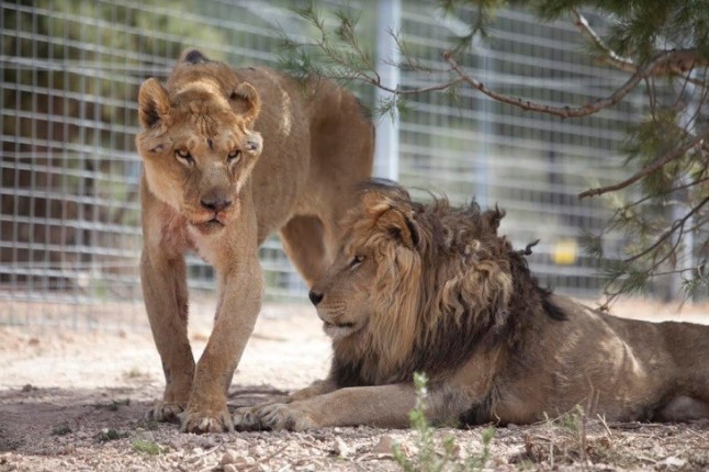 Los animales de circo que llegaron malheridos ya están a salvo