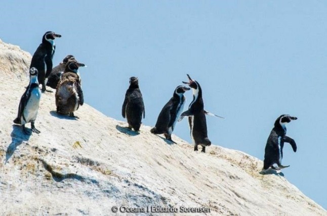 Chile está embargando el futuro de uno de los ecosistemas más importantes del mundo