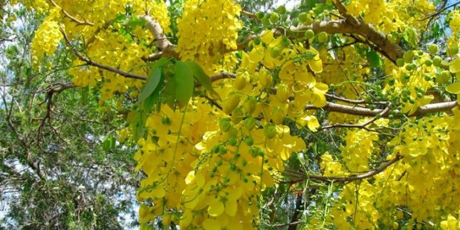 El potencial de las plantas del semidesierto