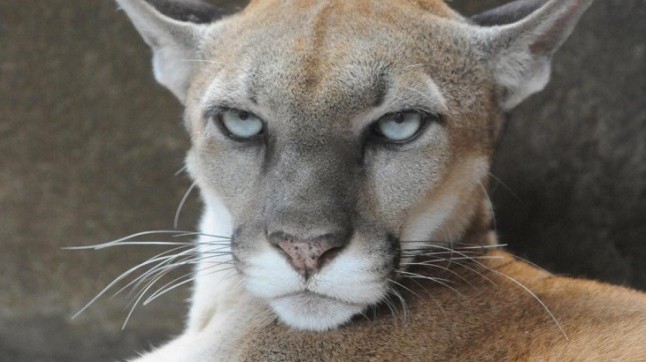 Un hombre logró defenderse de un puma que lo atacó ahogándolo con sus propias manos