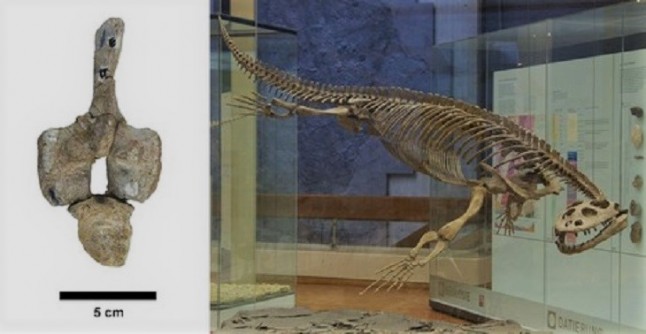 Conoce a Eretmorhipis carrolldongi