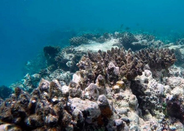 Menos salinidad en el mar causa estragos en la química de los corales