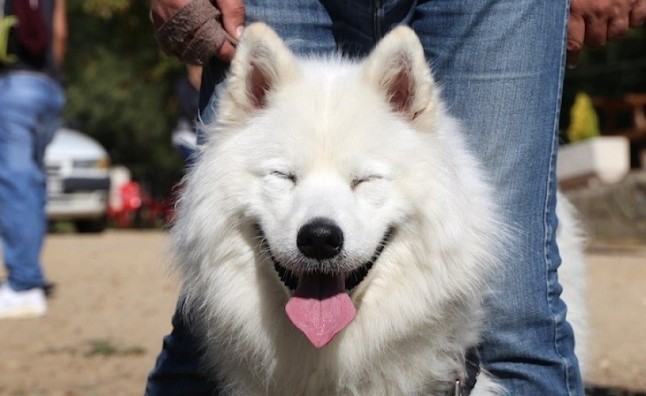 Más de 361.000 firmas piden una Ley Marco de Protección Animal