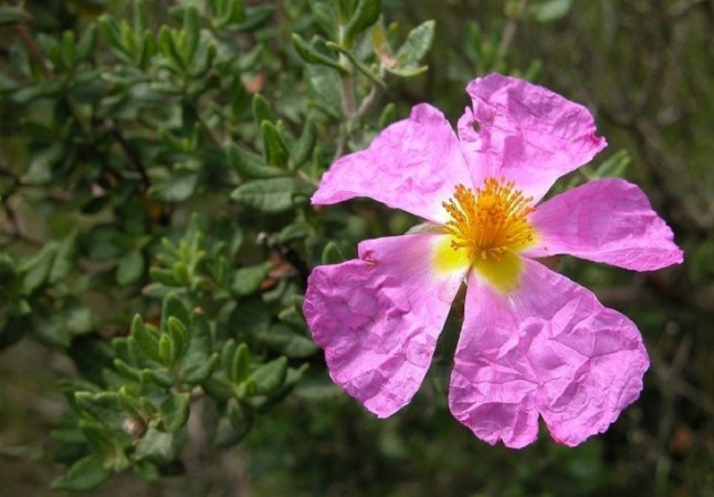 La Comunidad y la UPCT colaborarán para la recuperación de la jara de Cartagena