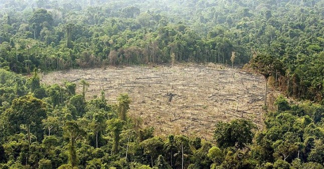 Colombia lanza un plan para contener la deforestación de bosques y selvas