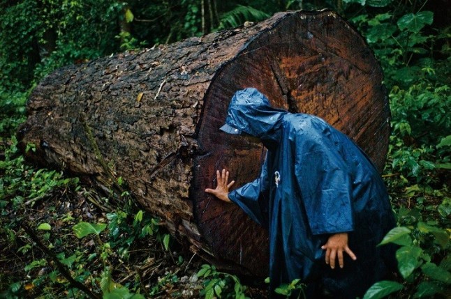 La ciencia respalda nuestras denuncias sobre fraude en la tala de maderas preciosas en la Amazonia