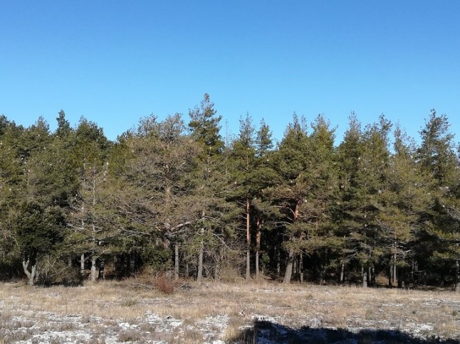 Los bosques de Cataluña se mantienen verdes a pesar de la gran cantidad de procesionaria