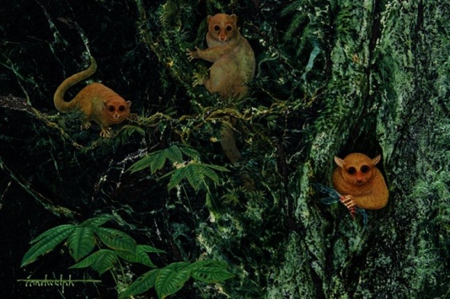 Descubren tres nuevas especies de primates