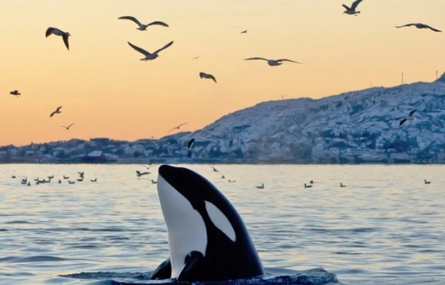 PCB el asesino en serie de la orcas