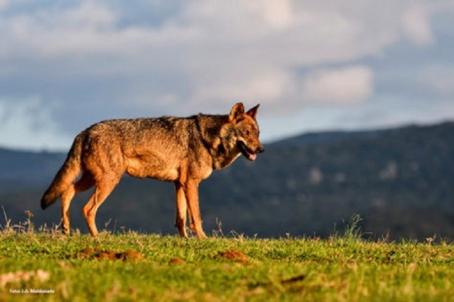 Reintroducción de especies cuándo es posible