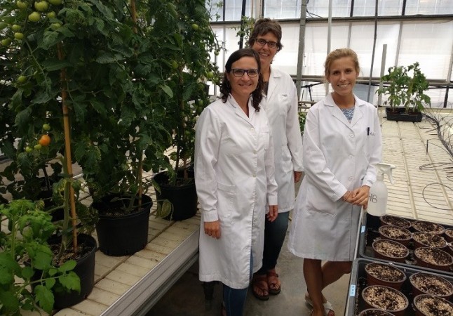 Aroma del tomate para proteger cultivos