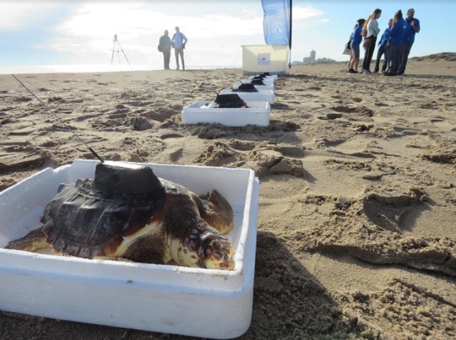 Seguimiento de las tortugas marcadas con satélite que recorren el Mediterráneo