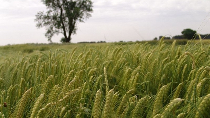 La disponibilidad de agua marcó la adaptación de las variedades locales de trigo duro en el Mediterráneo