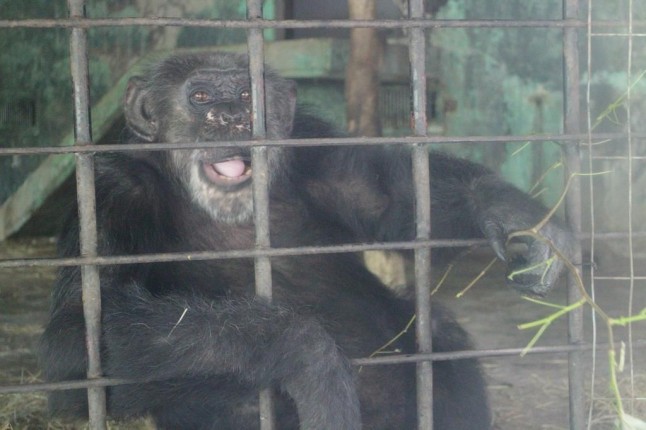 Un "matrimonio" de chimpancés y su hija fueron trasladados de Argentina a una reserva de Brasil