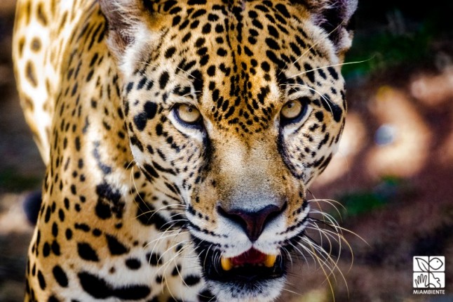 MiAMBIENTE entregará equipos para rescate y preservación de la fauna silvestre