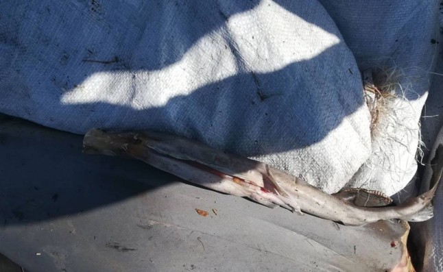 Encuentran 300 tiburones muertos mutilados abandonados en una carretera en México