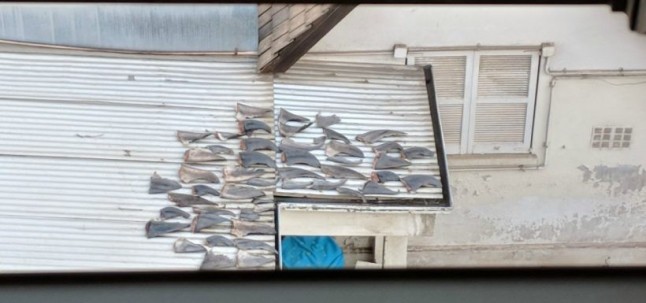 Descubren cientos de aletas de tiburones mutilados en la Embajada de Vietnam de Chile