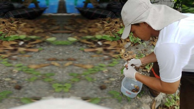 Se activan medidas para la eliminación de mosca introducida en Galápagos
