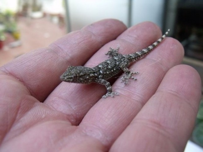 Argentina: Invasión de lagartijas en la Ciudad de Buenos Aires y el conurbano