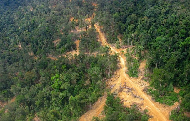 La Amazonia boliviana sufre altos índices de deforestación