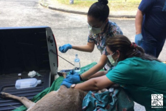 Gestión ambiental busca protección de la vida silvestre